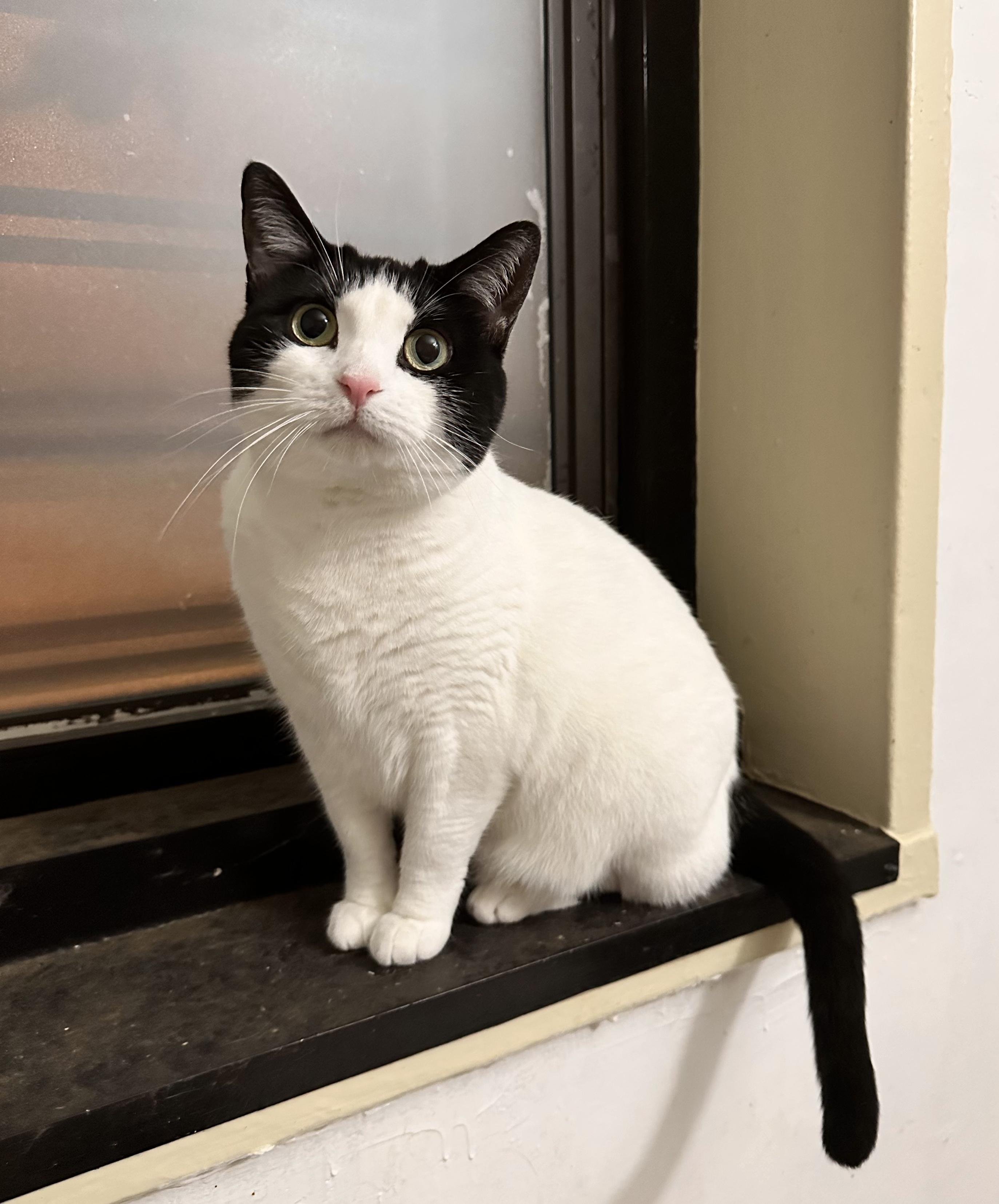 DOTTIE, a ADOPTABLE Domestic Short Hair in New York, NY image 1/3