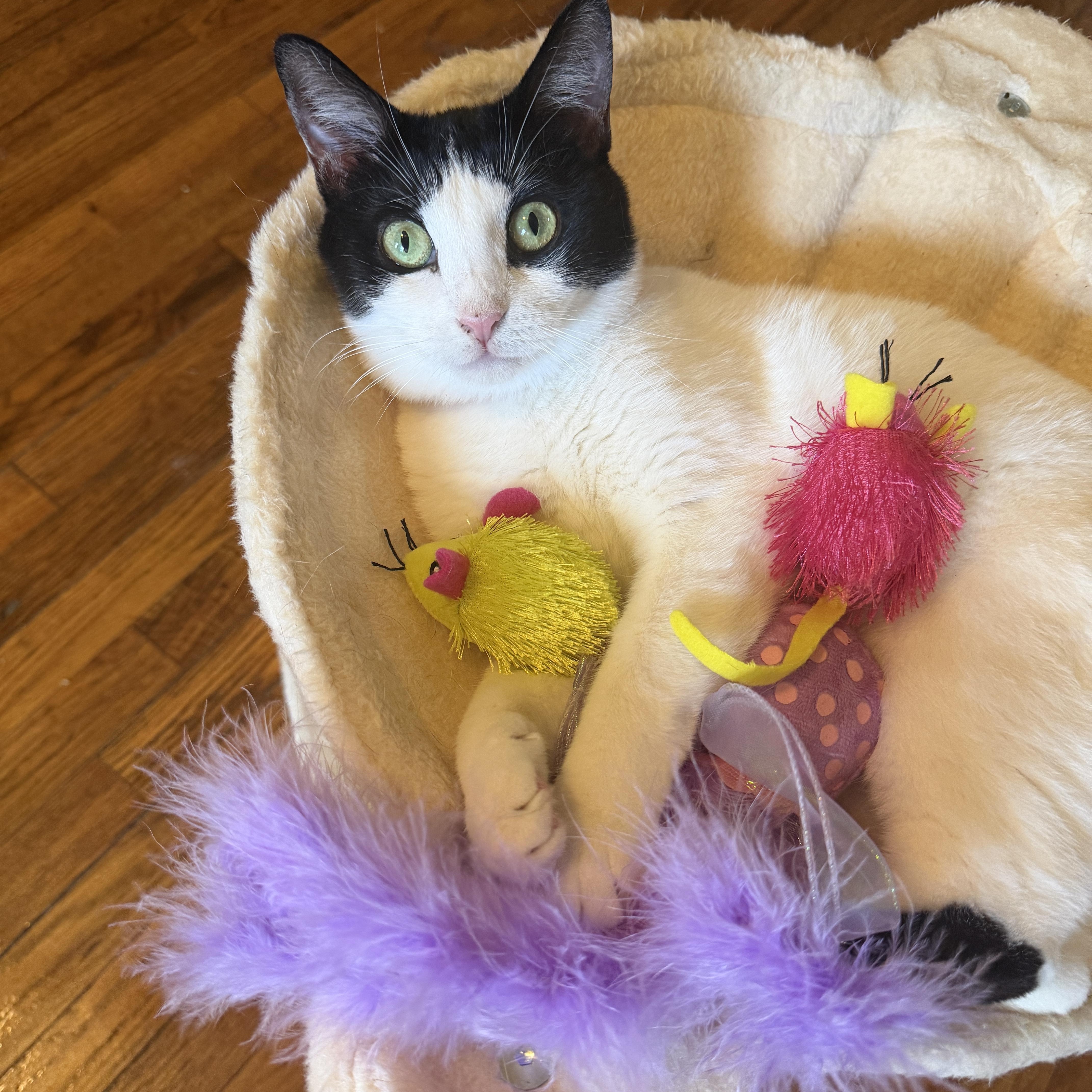 DOTTIE, ADOPTABLE, Adult Female Domestic Short Hair.