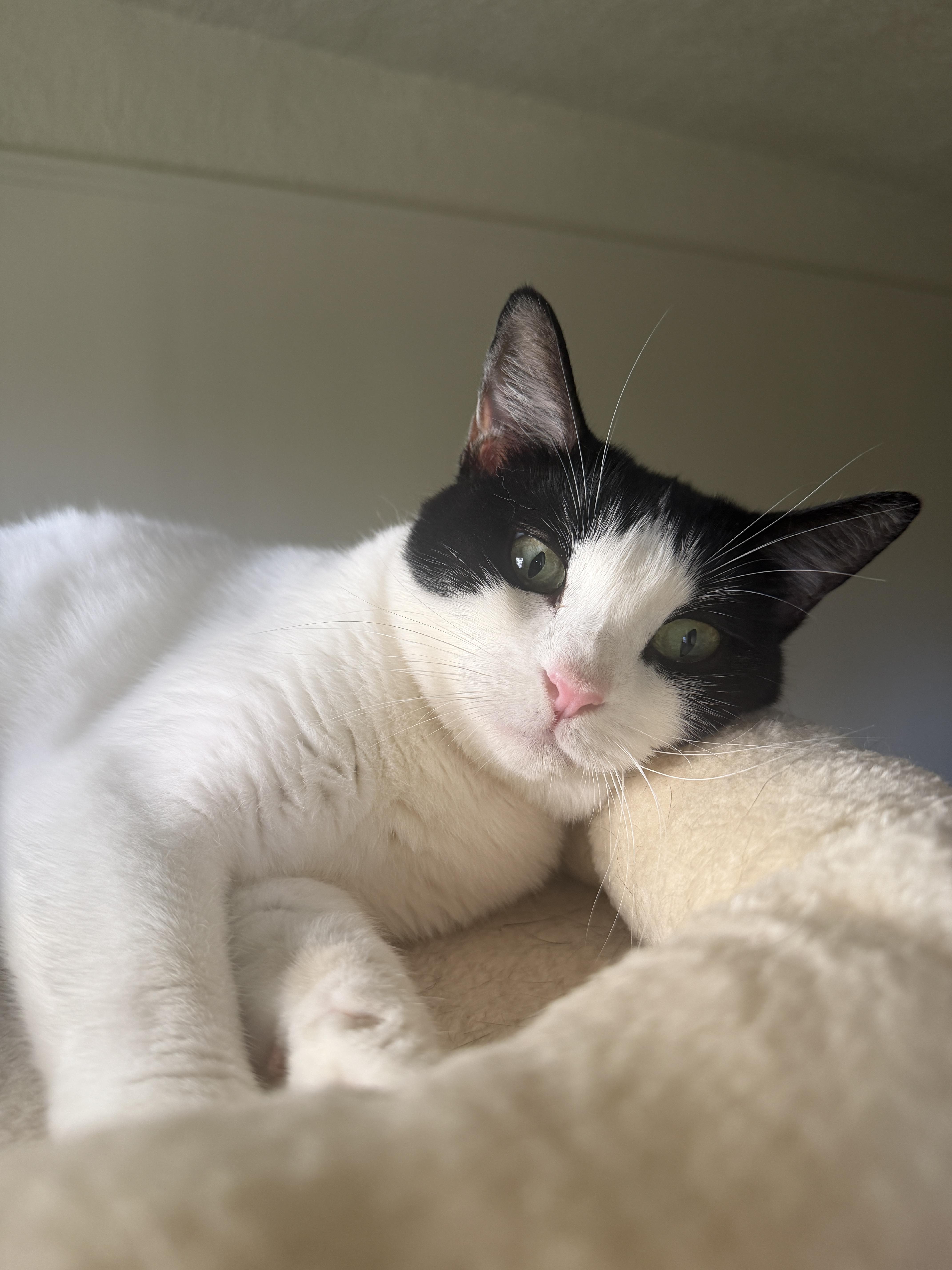 Enlarge DOTTIE, a ADOPTABLE Domestic Short Hair in New York, NY image 2/4