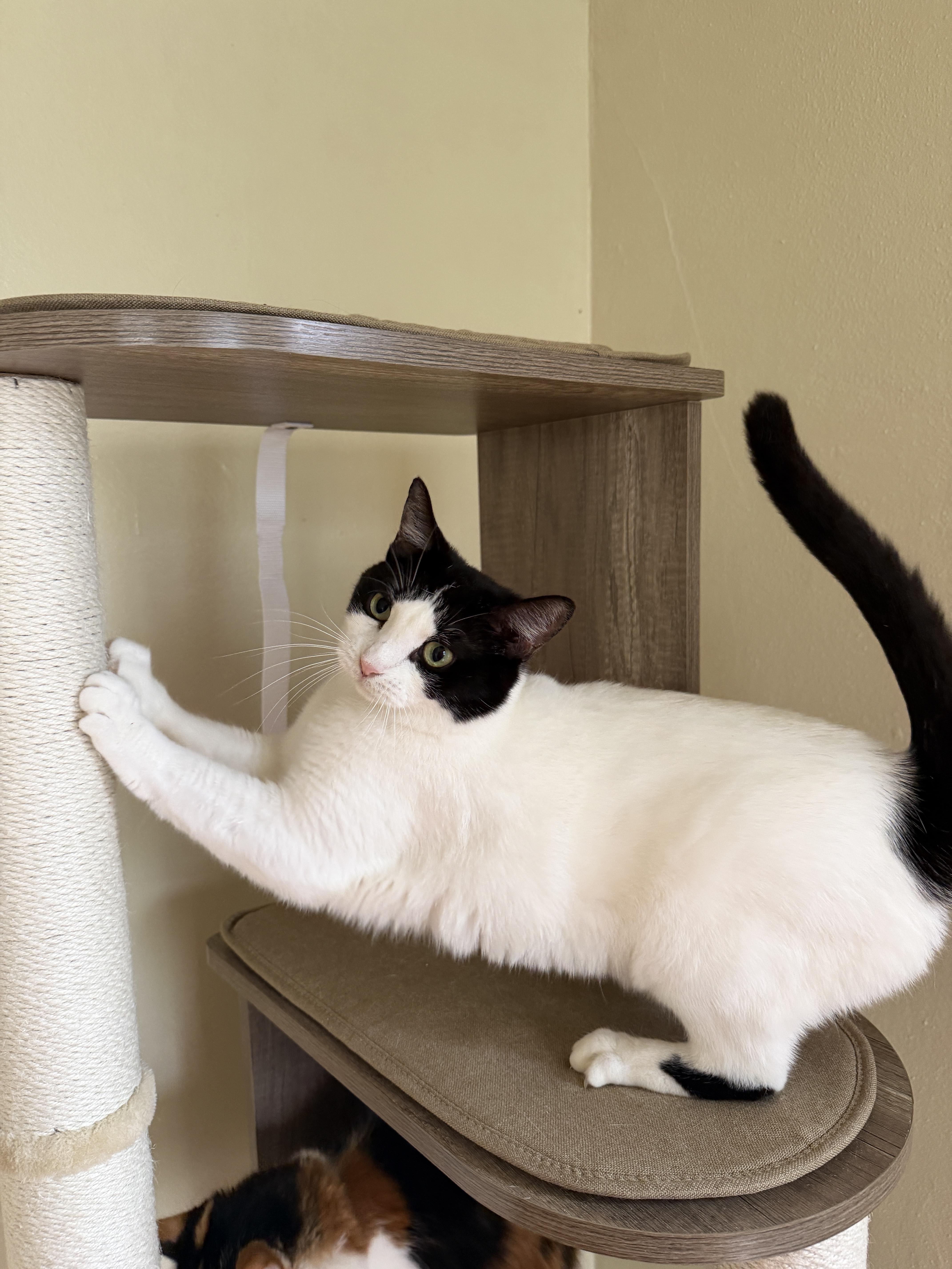 DOTTIE, a ADOPTABLE Domestic Short Hair in New York, NY image 3/3