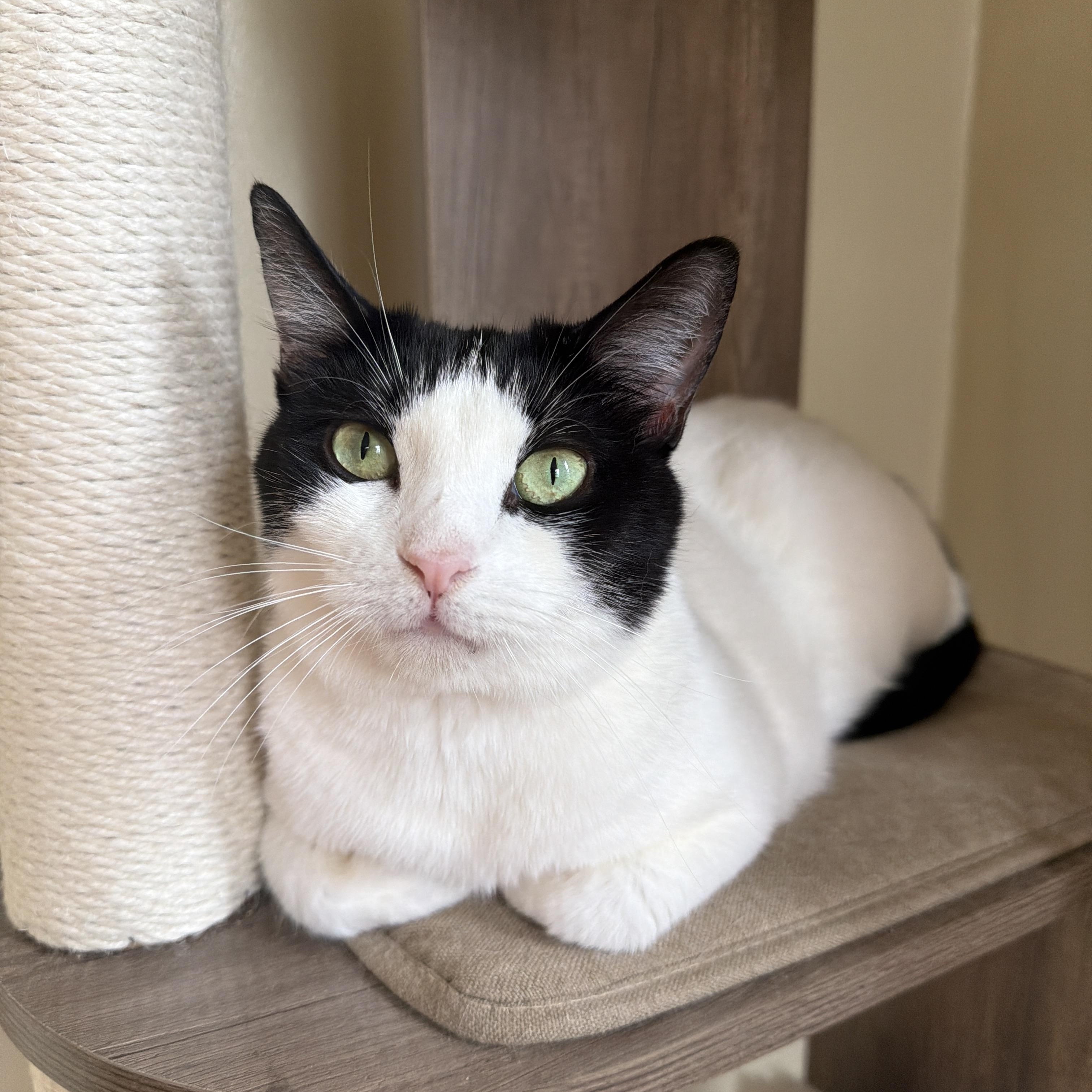 DOTTIE, a ADOPTABLE Domestic Short Hair in New York, NY image 2/3