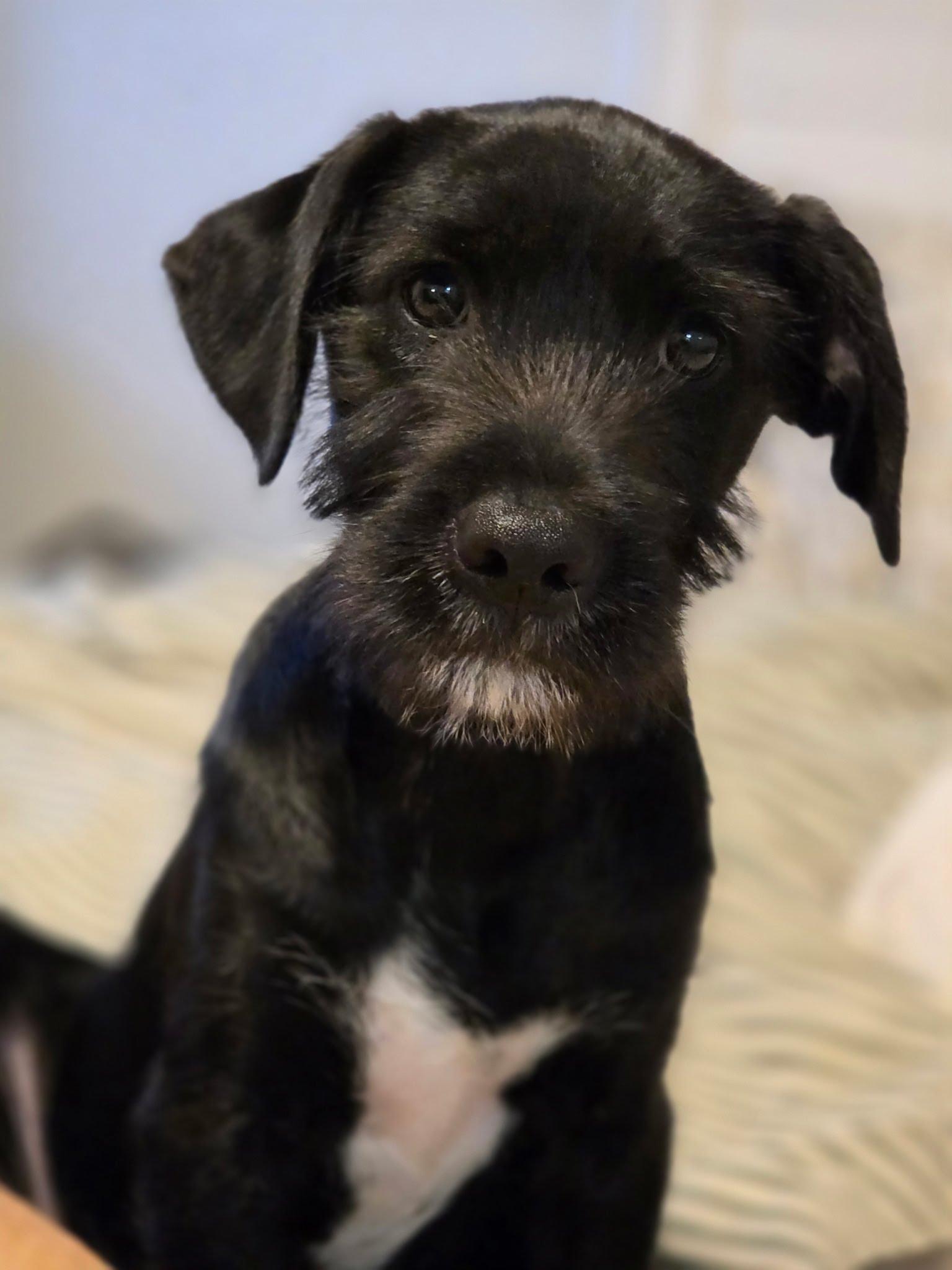 Reef, Adoptable, Puppy Male Miniature Schnauzer.
