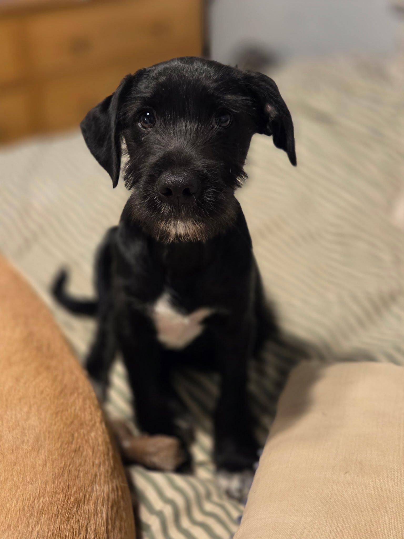 Reef, a Adoptable mixed breed in San Diego, CA image 3/3