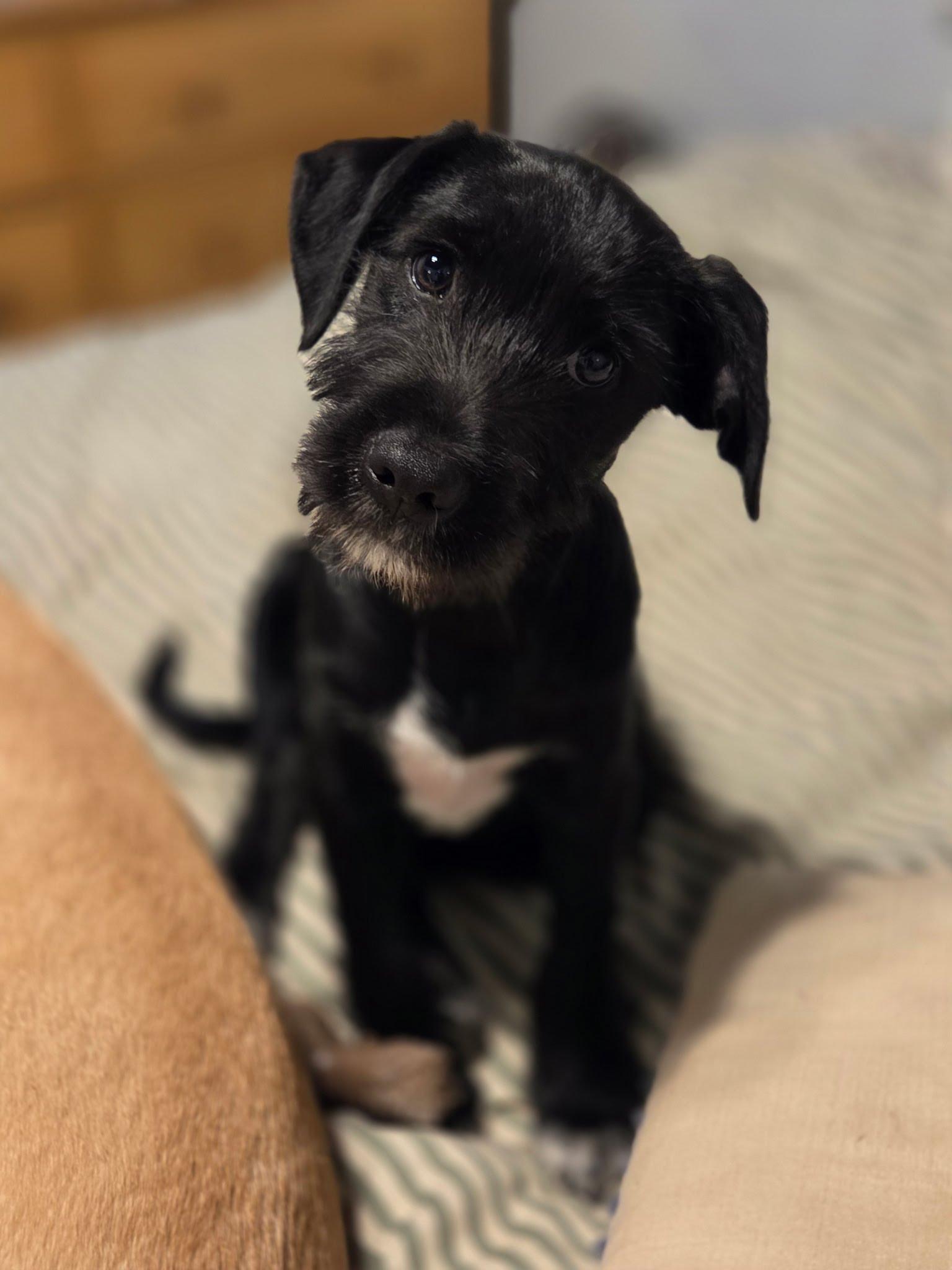 Reef, a Adoptable mixed breed in San Diego, CA image 2/3