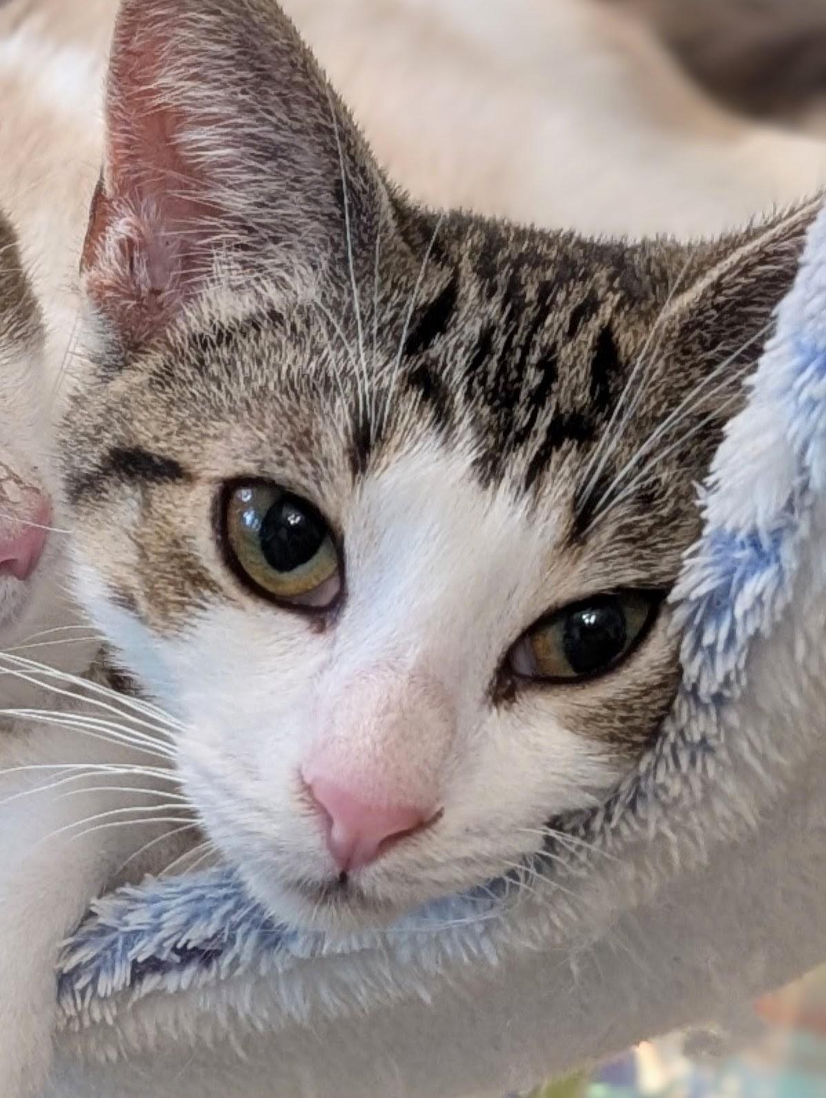 Enlarge Honeycrisp, a Adoptable Domestic Short Hair in Johnsburg, IL image 1/3