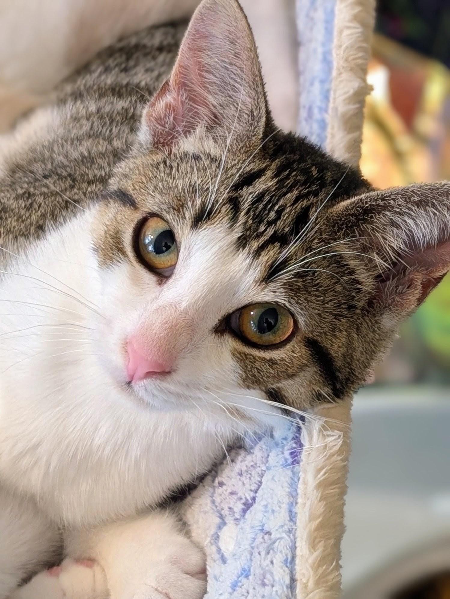 Enlarge Honeycrisp, a Adoptable Domestic Short Hair in Johnsburg, IL image 2/3