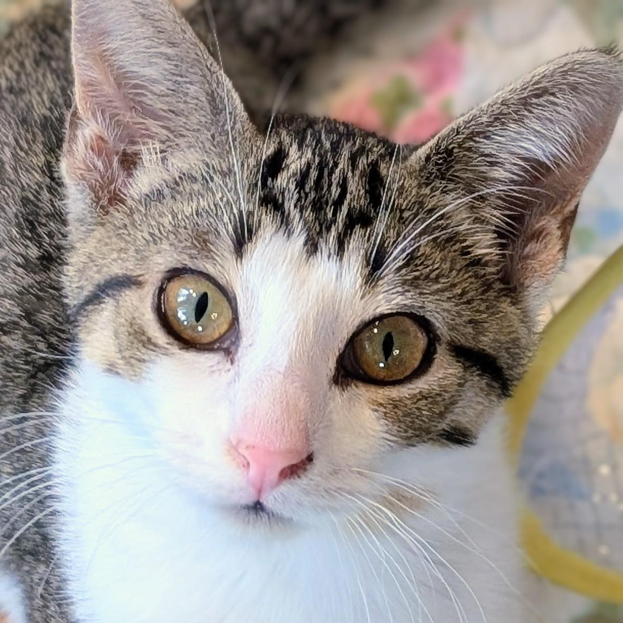 Enlarge Honeycrisp, a Adoptable Domestic Short Hair in Johnsburg, IL image 3/3