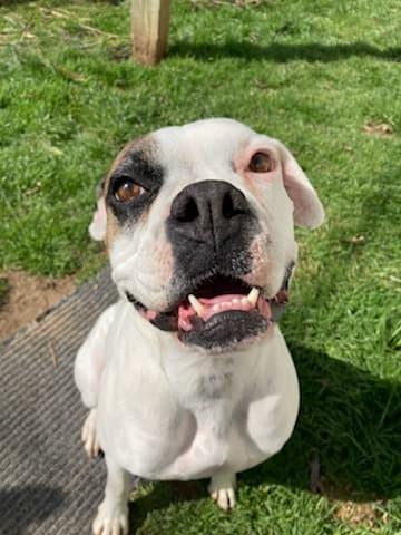 Enlarge Molly, a Adopted Boxer in Shakopee, MN image 1/3