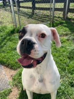 Enlarge Molly, a Adopted Boxer in Shakopee, MN image 2/3