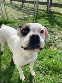 Enlarge Molly, a Adopted Boxer in Shakopee, MN image 3/3