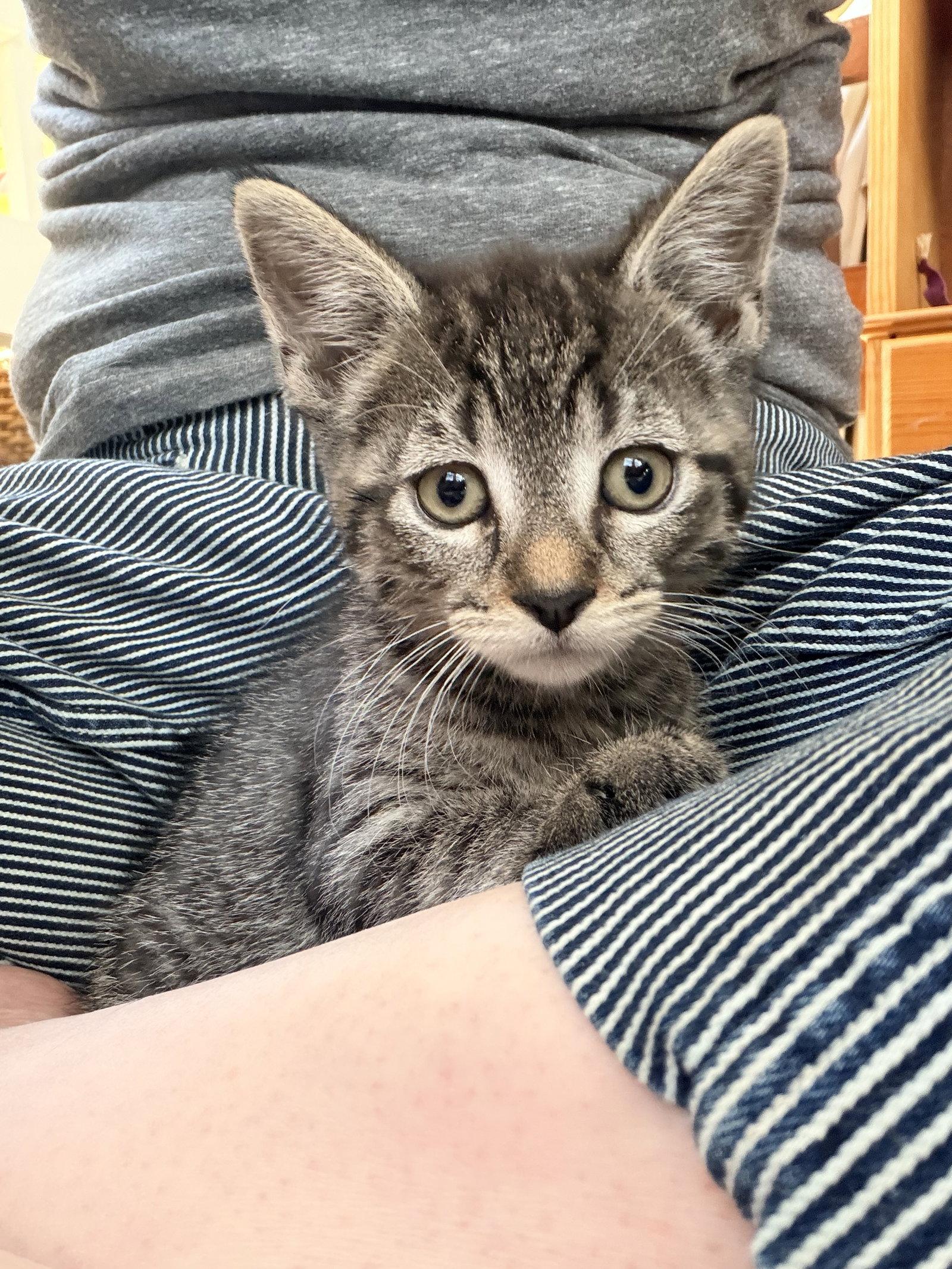 Winky, Adoptable, Kitten Female Domestic Short Hair.