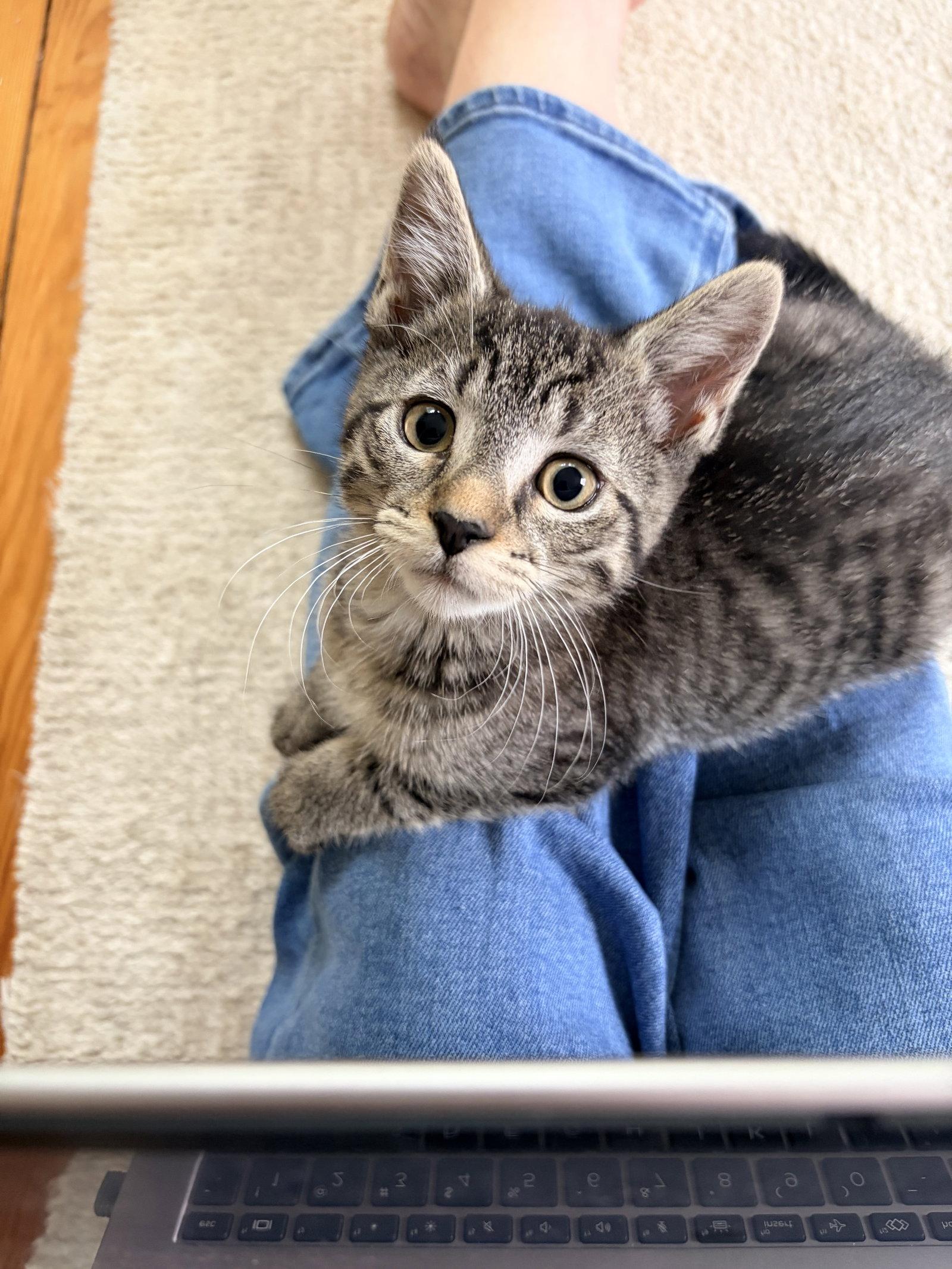 Enlarge Winky, a Adoptable Domestic Short Hair in Broomall, PA image 3/3