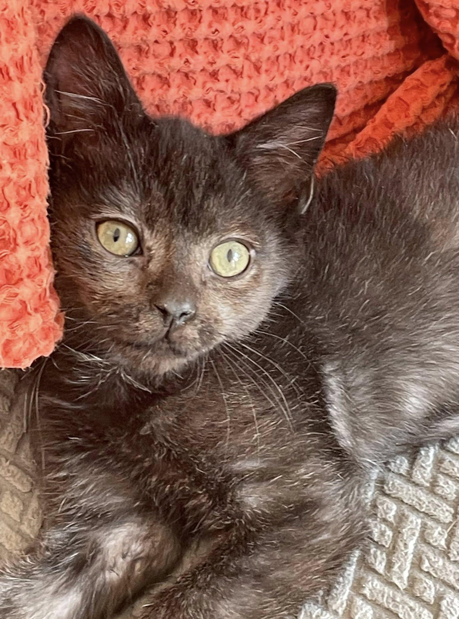 Wiggins, adopted, Kitten Male Domestic Short Hair.