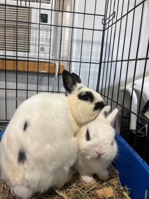 Po and Master Shifu, Adoptable, Adult Male Hotot & Netherland Dwarf.
