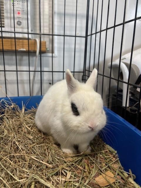 Enlarge Po and Master Shifu, a Adoptable mixed breed in Navarre, FL image 3/3