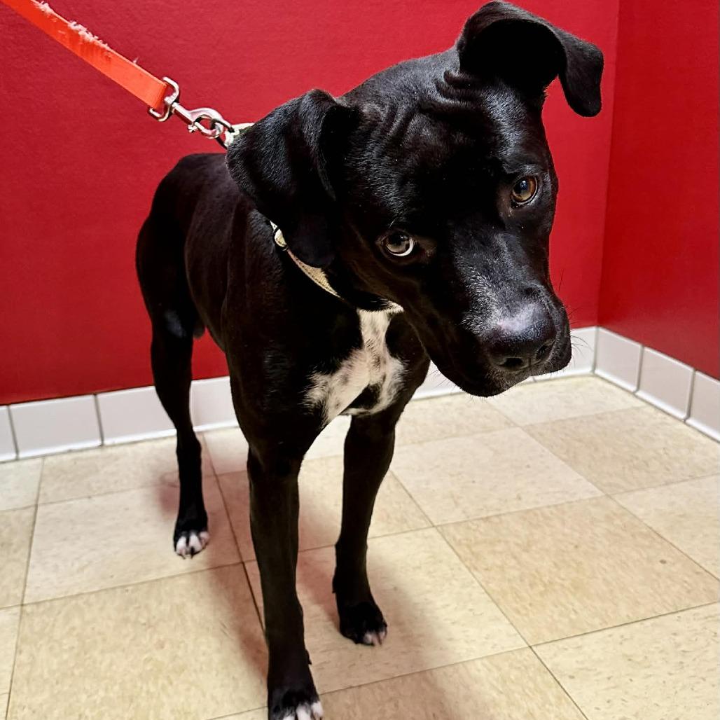 Enlarge Greyson FC, a Adoptable mixed breed in Union, MO image 1/3