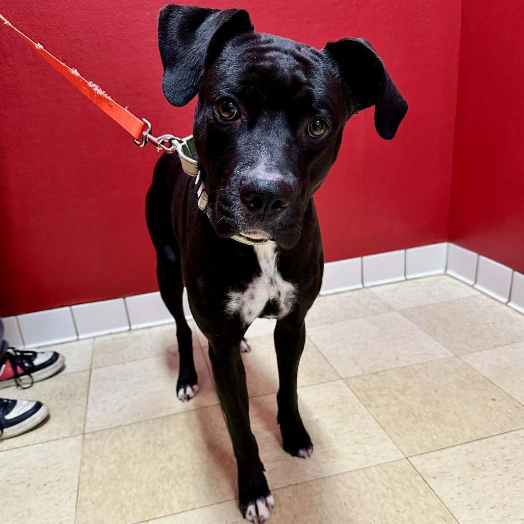 Enlarge Greyson FC, a Adoptable mixed breed in Union, MO image 2/3