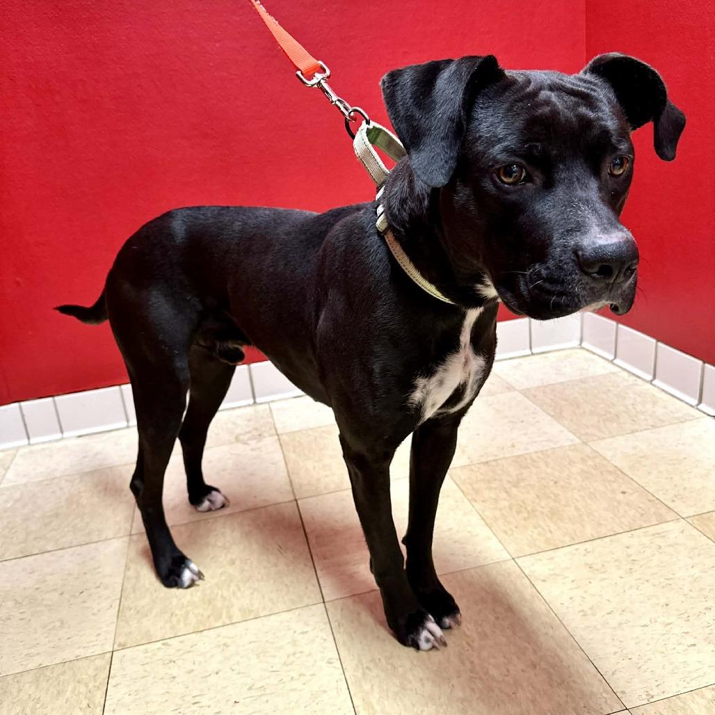 Enlarge Greyson FC, a Adoptable mixed breed in Union, MO image 3/3