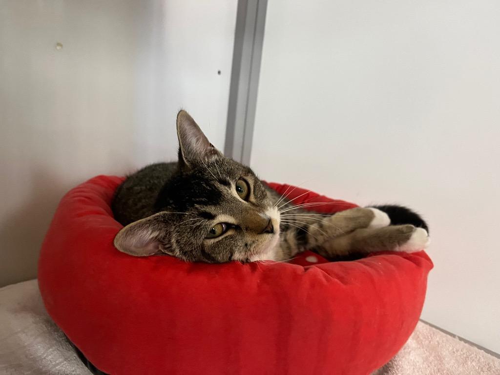 Leyman, Adoptable, Kitten Male Domestic Short Hair.