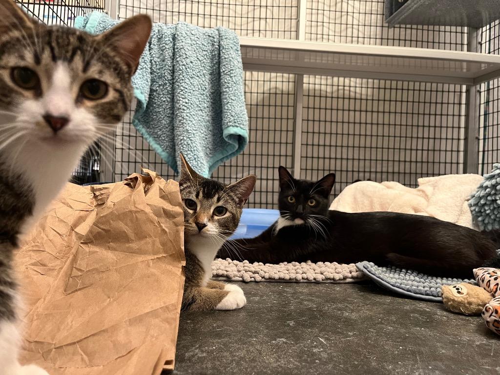 Enlarge Leyman, a Adoptable mixed breed in Raleigh, NC image 2/2