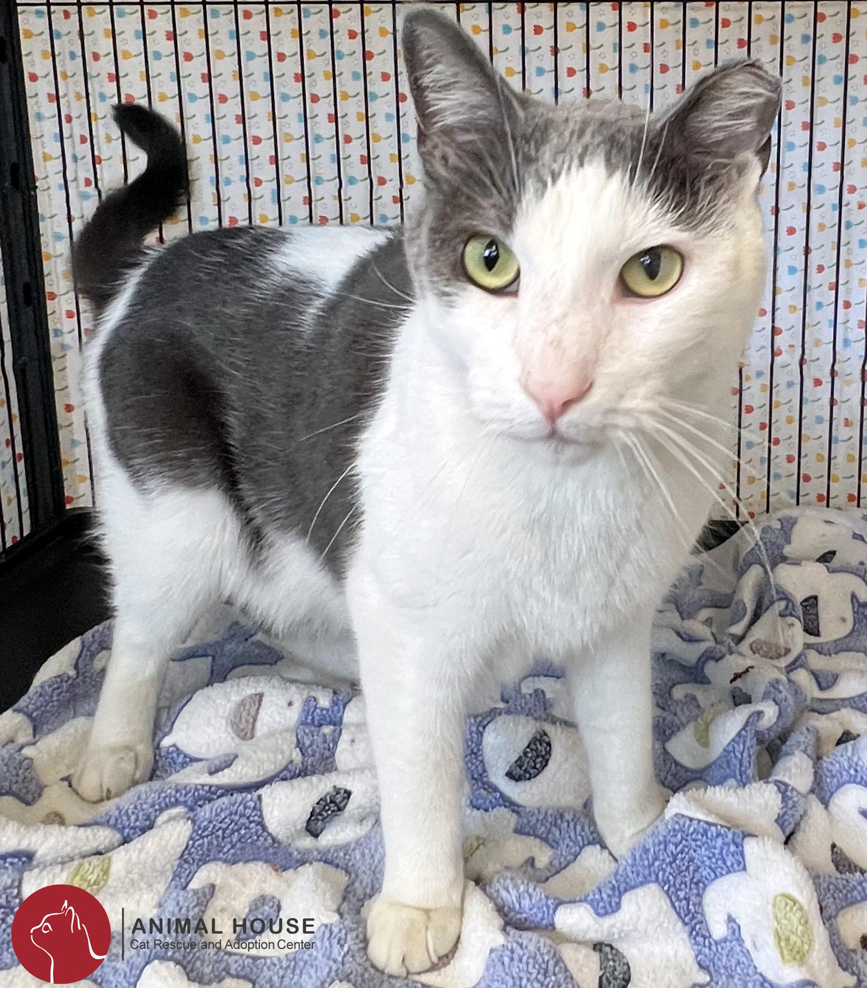 Hank, an adoptable Domestic Short Hair in St. Louis, MO, 63110 | Photo Image 1