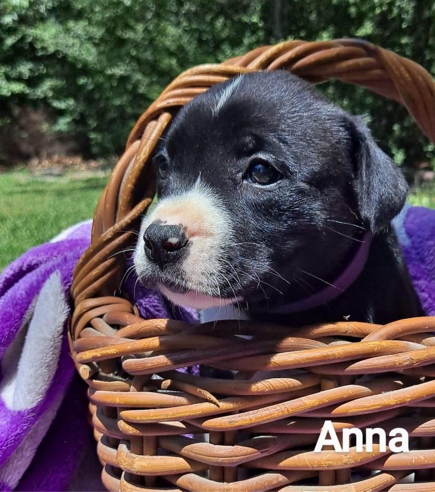 Anna, Adopted, Puppy Female Shepherd.