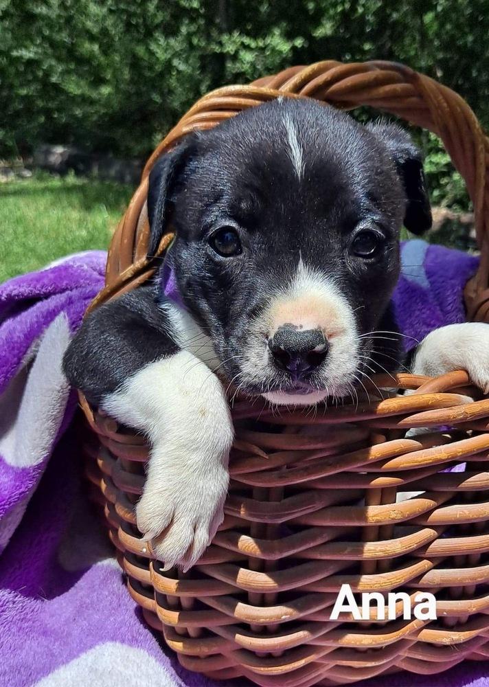 Anna, a Adopted mixed breed in Wendell, NC image 2/4