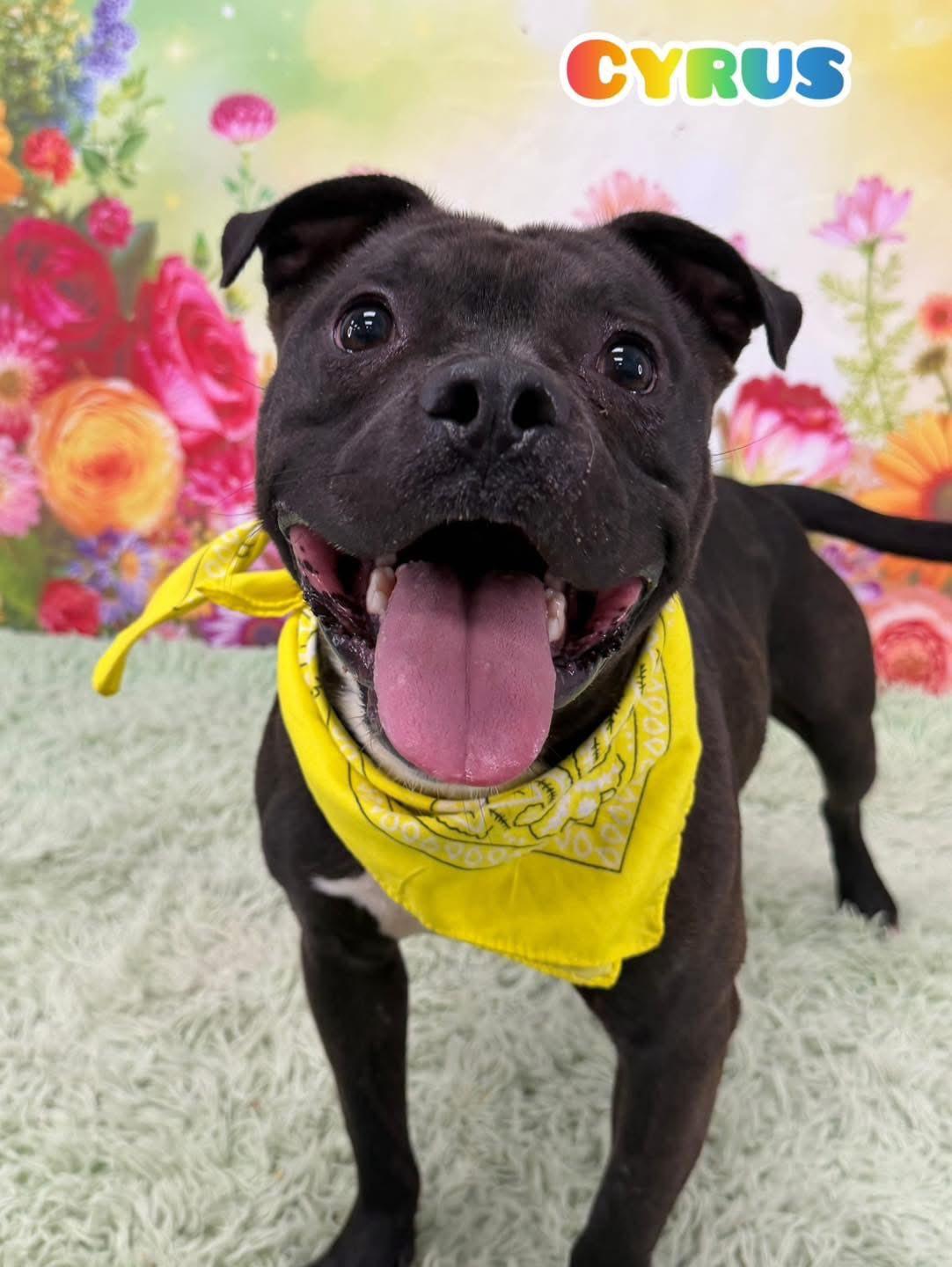 Enlarge Cyrus, a ADOPTABLE Mixed Breed in Flint, MI image 1/1