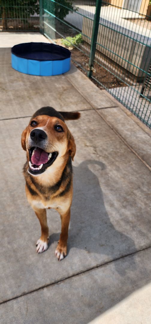 Dixie Compact Hound Mix for Adoption, Adopted, Adult Female Hound.