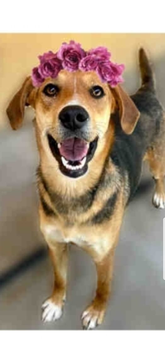 Enlarge Dixie Compact Hound Mix for Adoption, a Adopted mixed breed in Oakland, CA image 2/7