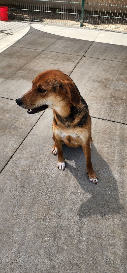 Enlarge Dixie Compact Hound Mix for Adoption, a Adopted mixed breed in Oakland, CA image 3/7