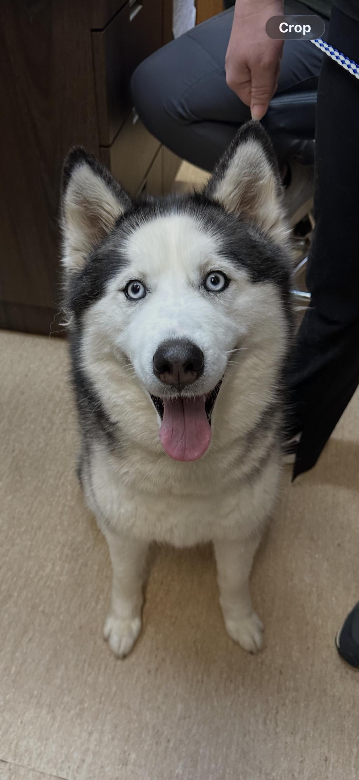 Ella- blue eyes , Adoptable, Adult Female Husky.
