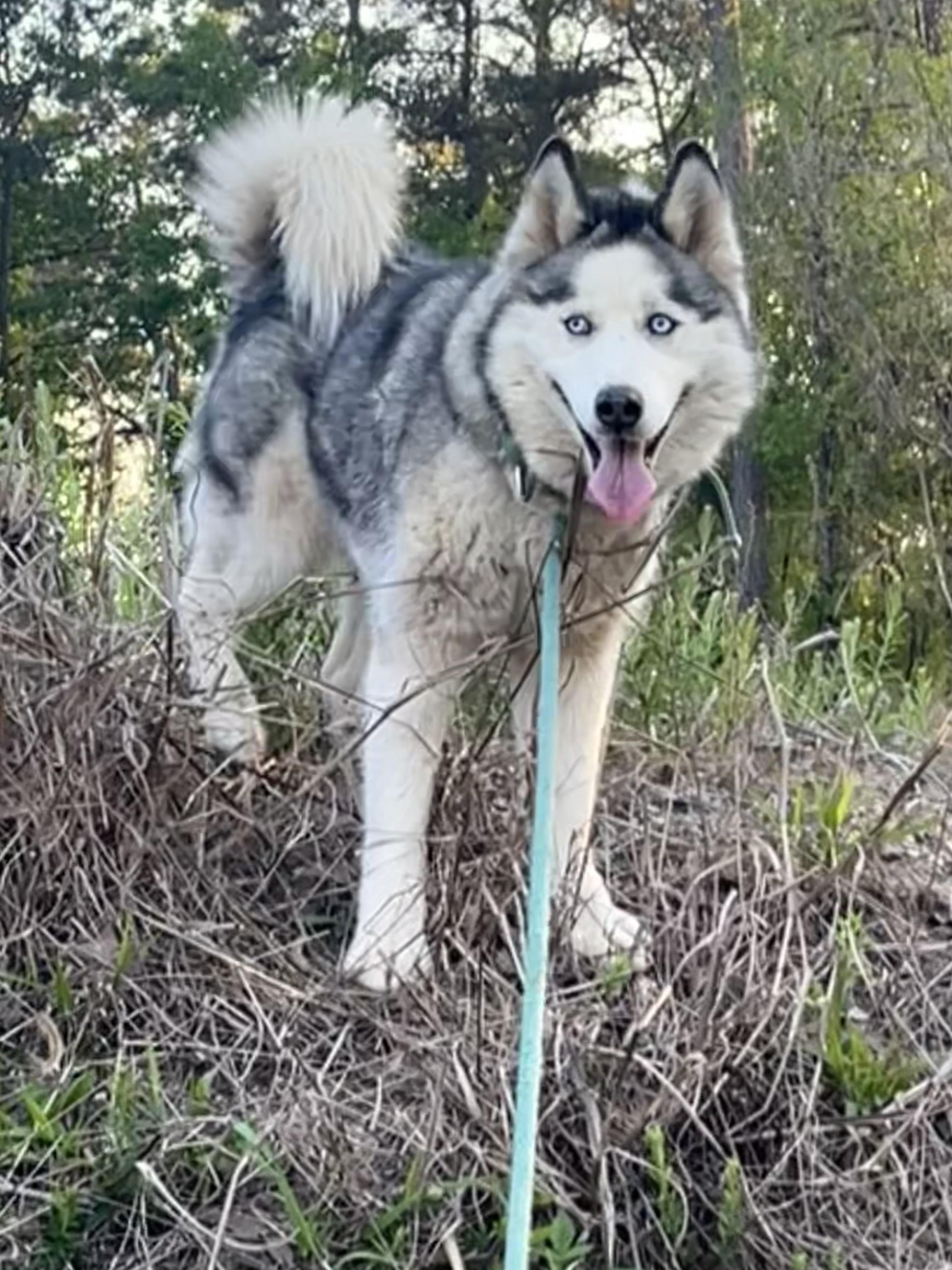 Enlarge Ella- blue eyes , a Adoptable Husky in Nashua, NH image 4/6