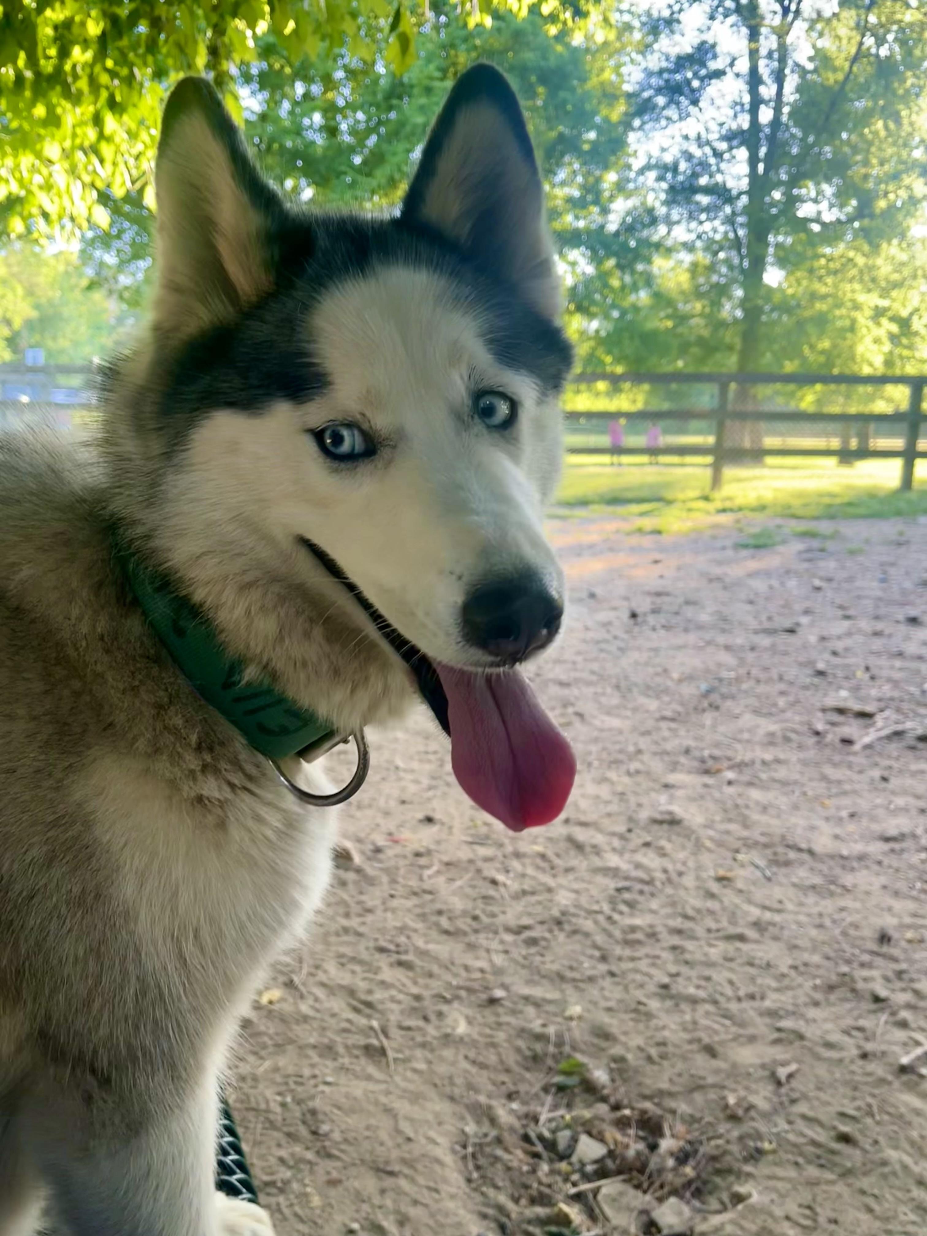Enlarge Ella- blue eyes , a Adoptable Husky in Nashua, NH image 3/6