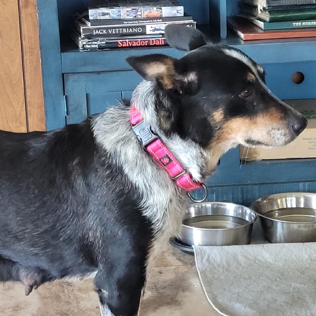 Enlarge Rita, a Adoptable Australian Cattle Dog / Blue Heeler in Tunkhannock, PA image 1/6
