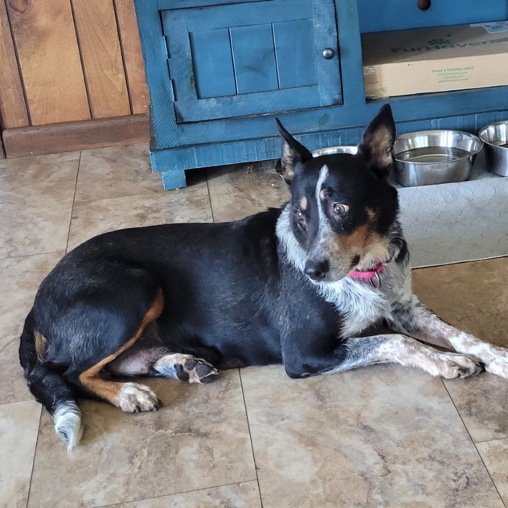 Enlarge Rita, a Adoptable Australian Cattle Dog / Blue Heeler in Tunkhannock, PA image 2/6