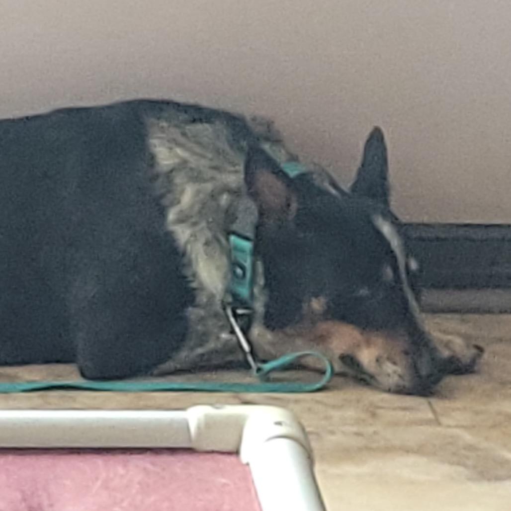 Enlarge Rita, a Adoptable Australian Cattle Dog / Blue Heeler in Tunkhannock, PA image 3/6