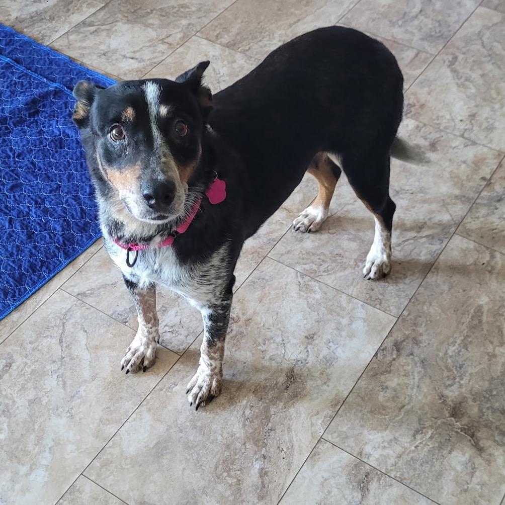 Enlarge Rita, a Adoptable Australian Cattle Dog / Blue Heeler in Tunkhannock, PA image 4/6