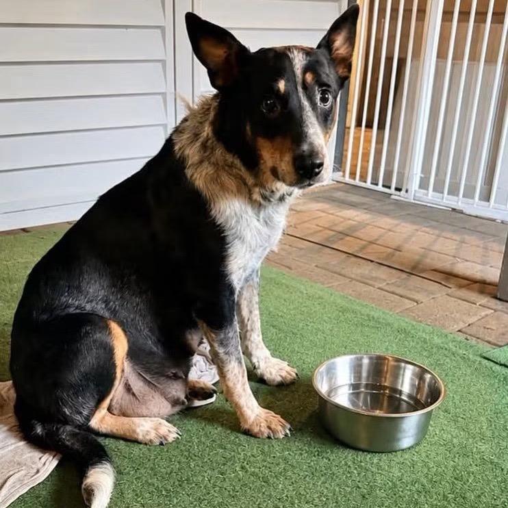 Enlarge Rita, a Adoptable Australian Cattle Dog / Blue Heeler in Tunkhannock, PA image 5/6