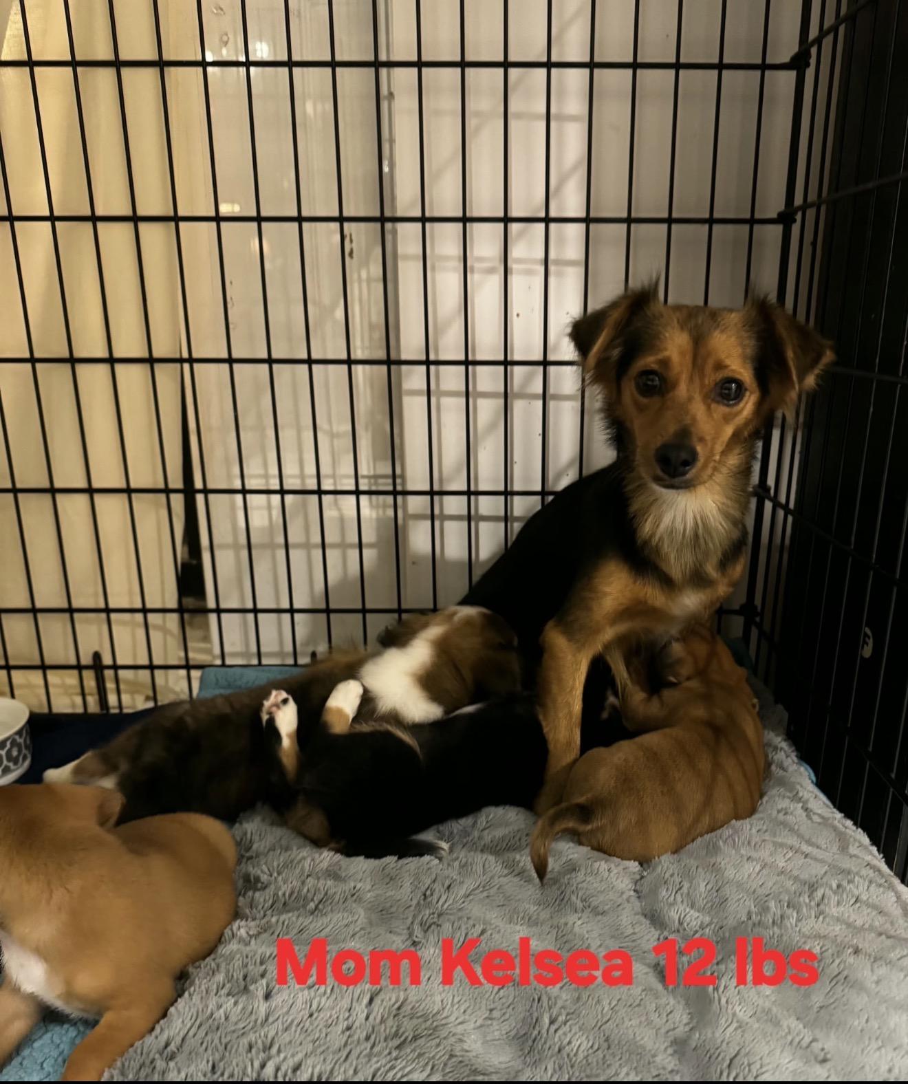 Enlarge Kenny, a Adoptable mixed breed in Lake Worth, FL image 3/5