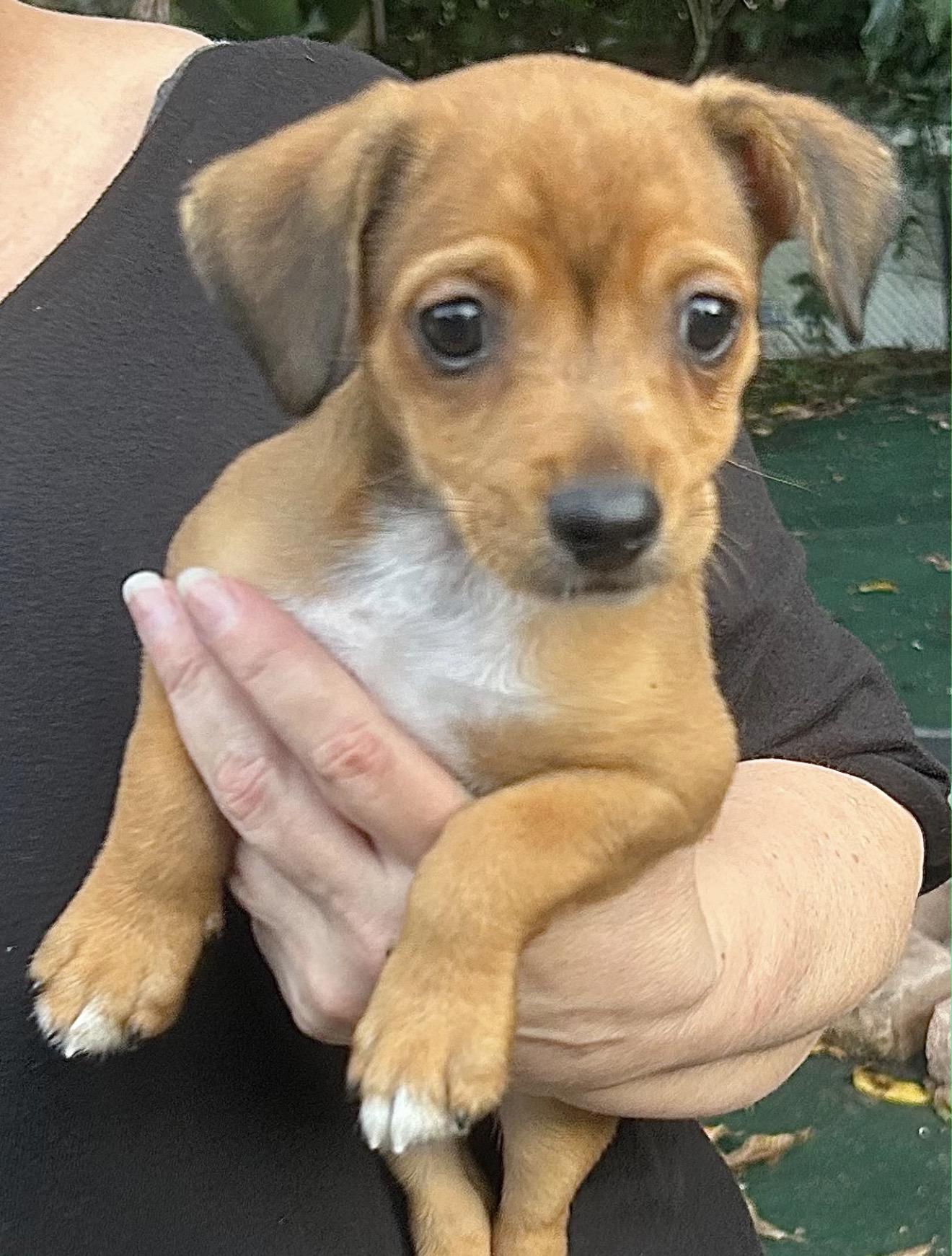 Enlarge Kenny, a Adoptable mixed breed in Lake Worth, FL image 5/5