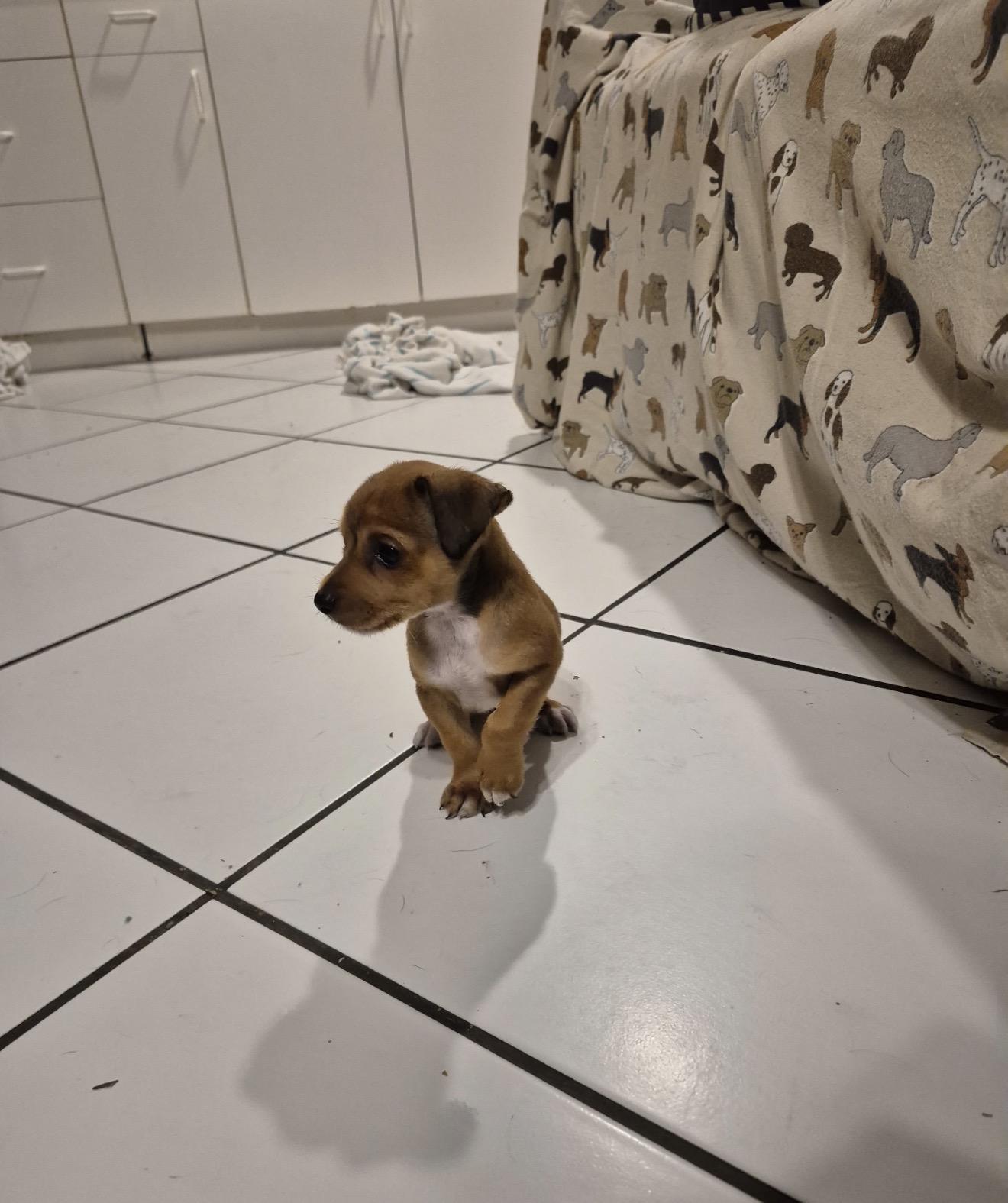 Enlarge Kenny, a Adoptable mixed breed in Lake Worth, FL image 4/5