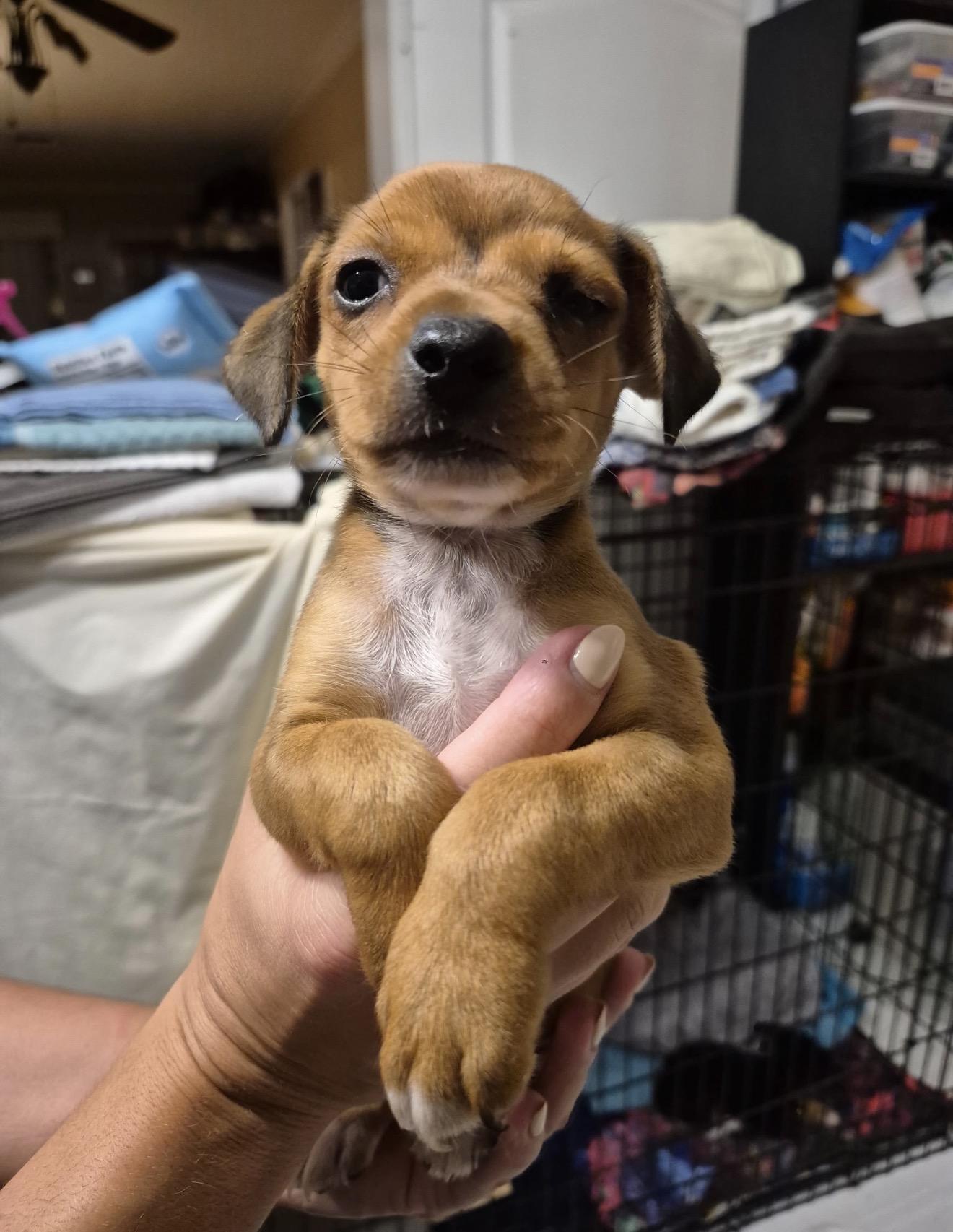 Enlarge Kenny, a Adoptable mixed breed in Lake Worth, FL image 2/5