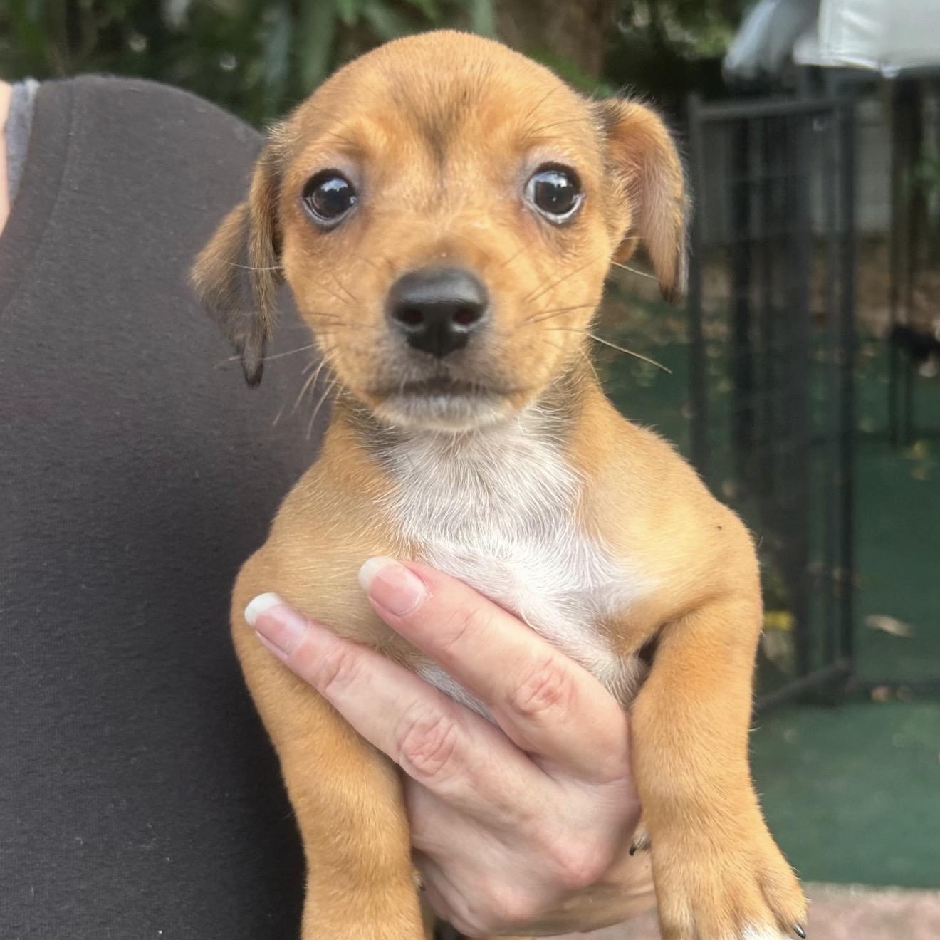 Kenny, Adoptable, Puppy Male Chihuahua & Dachshund.