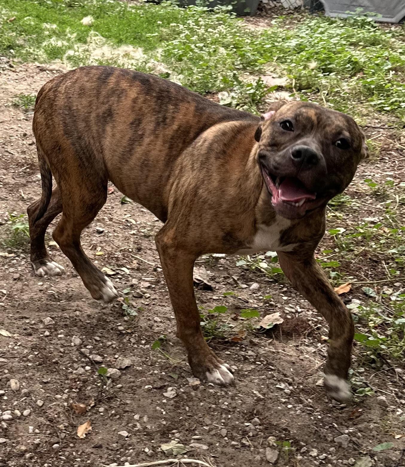 Enlarge Jazzy, a ADOPTABLE mixed breed in Kalkaska, MI image 1/4