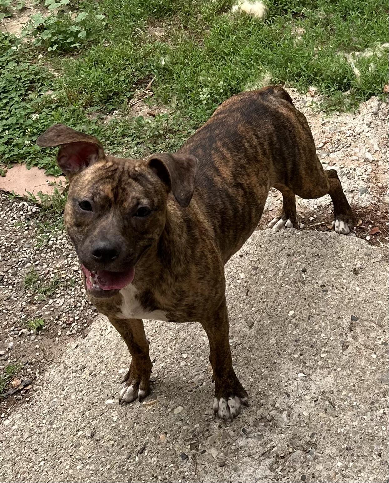 Enlarge Jazzy, a ADOPTABLE mixed breed in Kalkaska, MI image 4/4