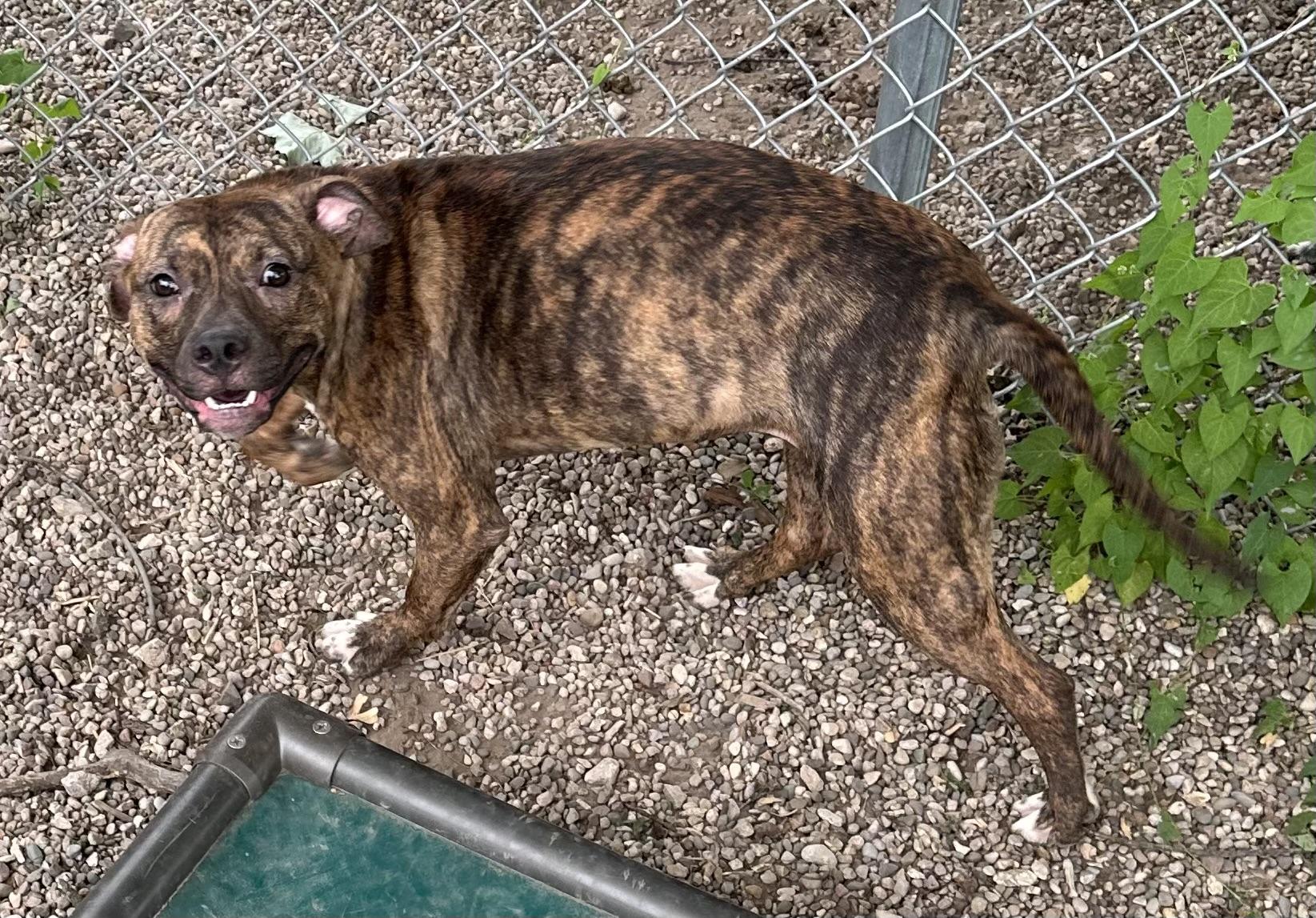 Enlarge Jazzy, a ADOPTABLE mixed breed in Kalkaska, MI image 3/4