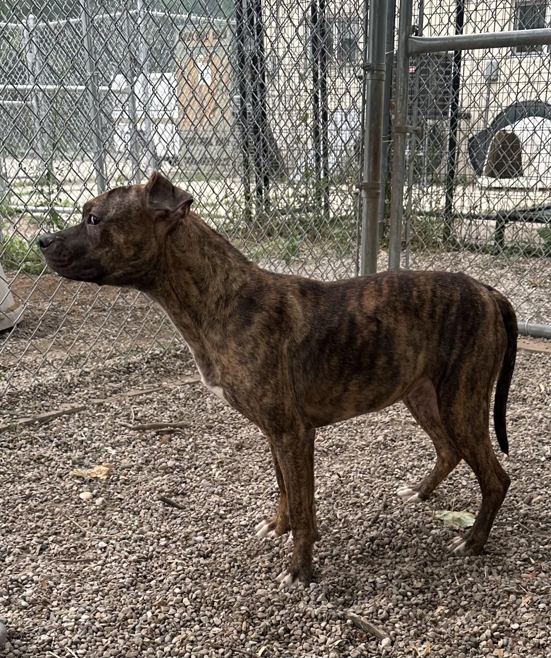 Enlarge Jazzy, a ADOPTABLE mixed breed in Kalkaska, MI image 2/4