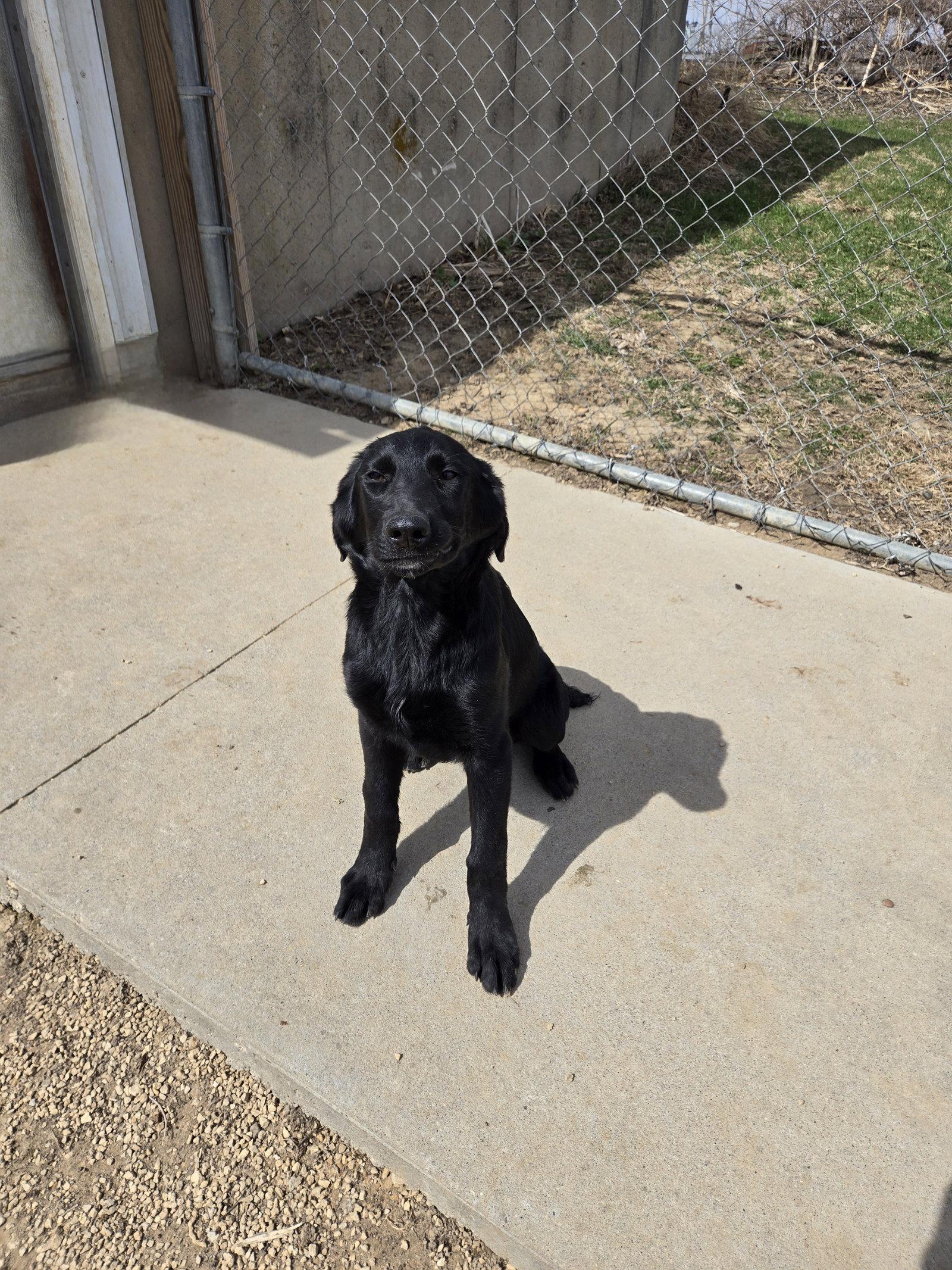 Kimber, Adopted, Young Female Labrador Retriever.