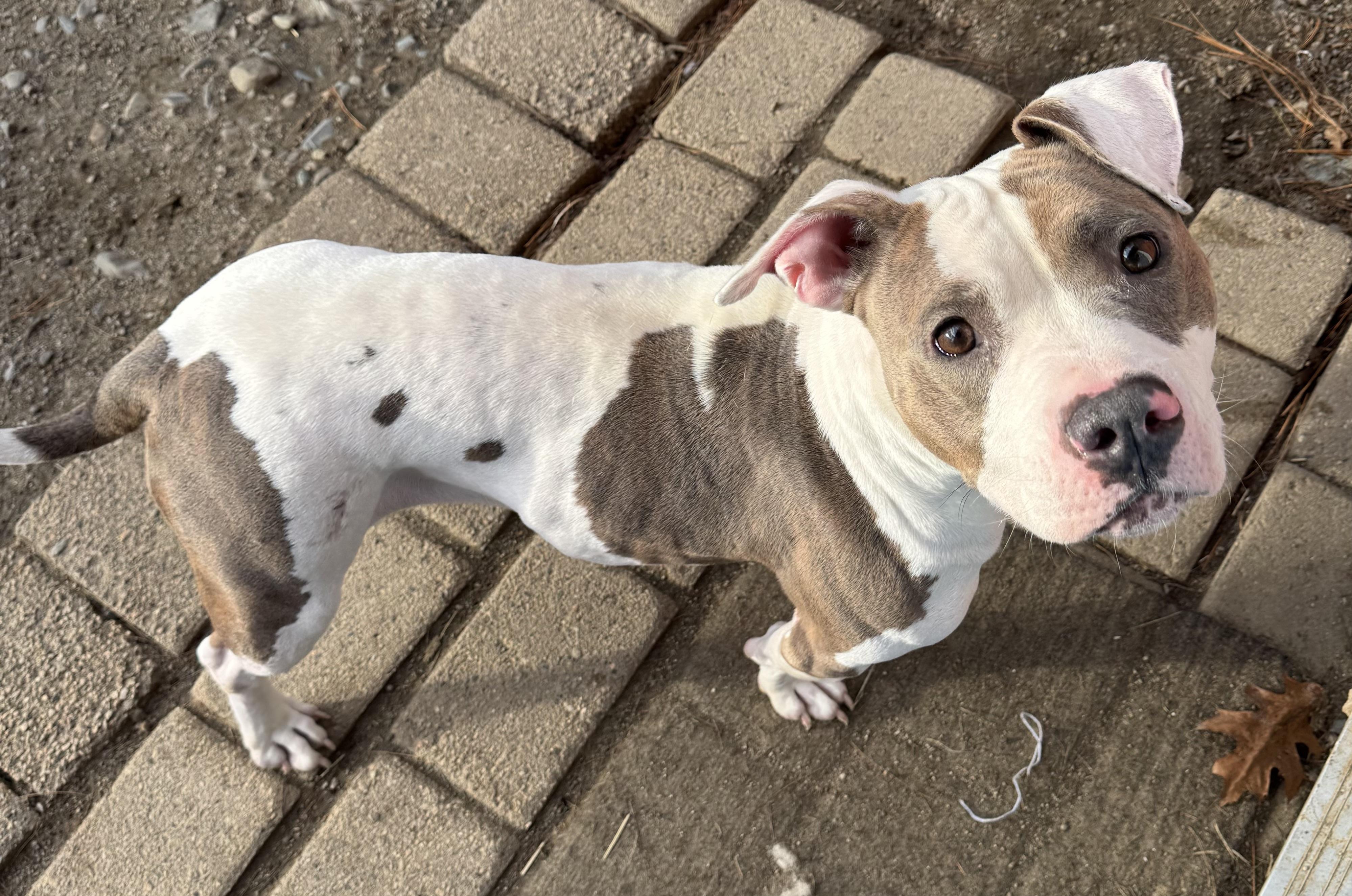 Llama, ADOPTABLE, Adult Female Mixed Breed.